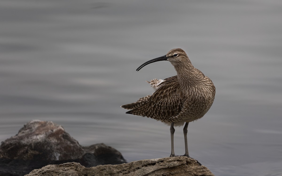 småspove - ML646082016