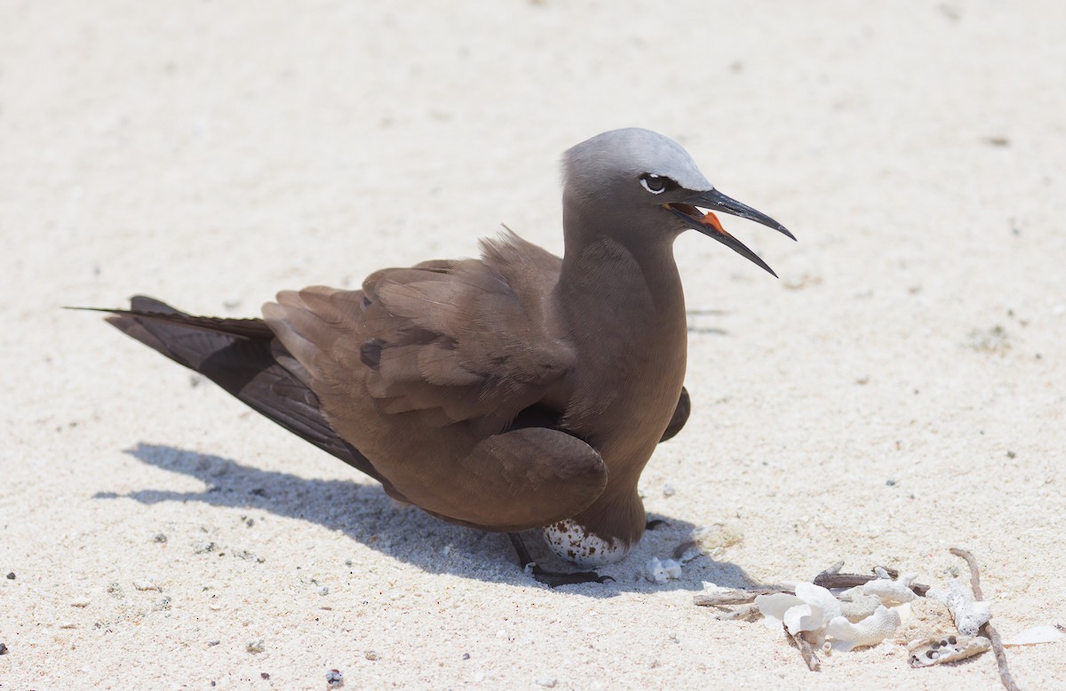 Brown Noddy - ML646082017