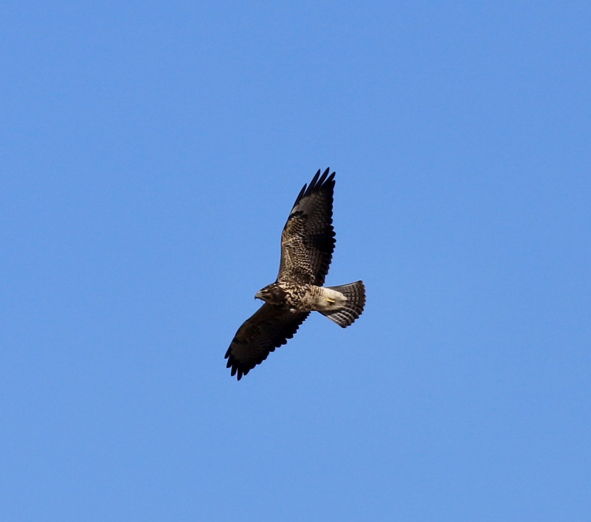 Swainson's Hawk - ML646082023