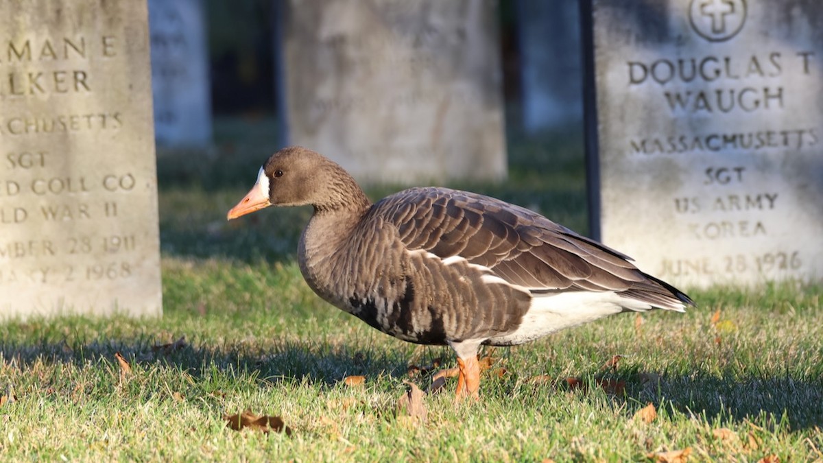 husa běločelá - ML646082052