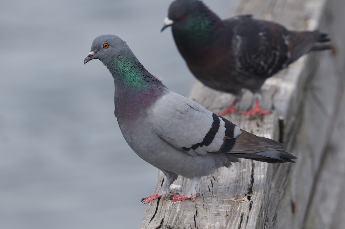 יונת בית - ML646082053