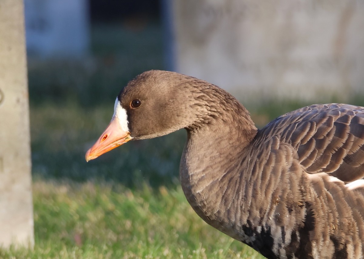 husa běločelá - ML646082055