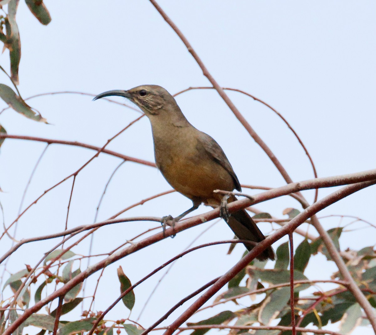 California Thrasher - ML646082056
