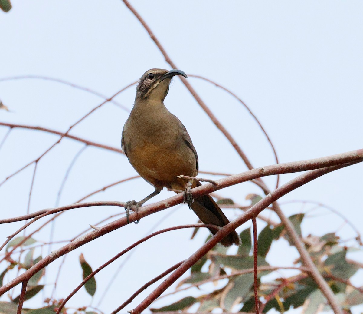 California Thrasher - ML646082057