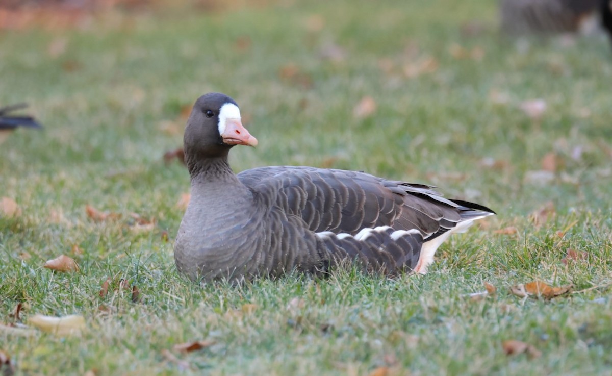 husa běločelá - ML646082058