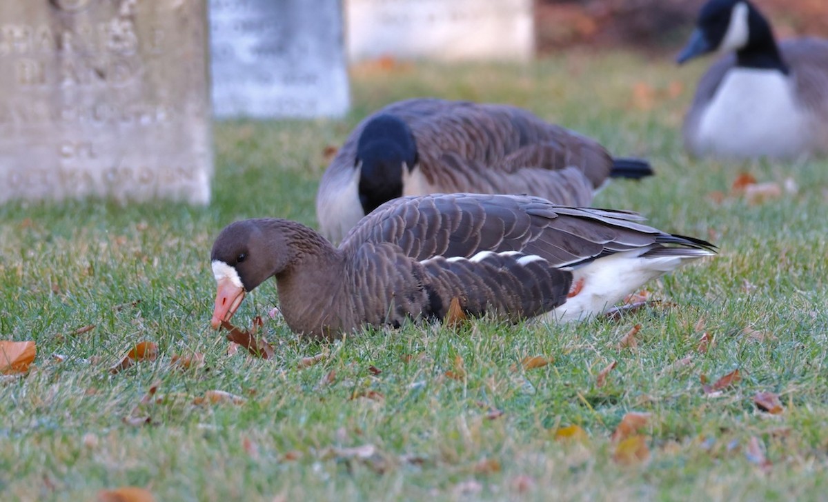 husa běločelá - ML646082064