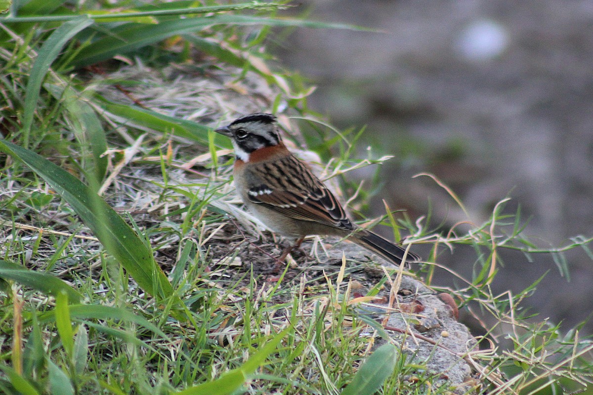 Kızıl Enseli Serçe - ML646082072