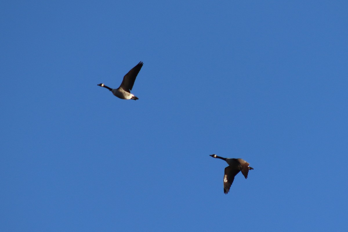 ברנטה קנדית - ML646082078