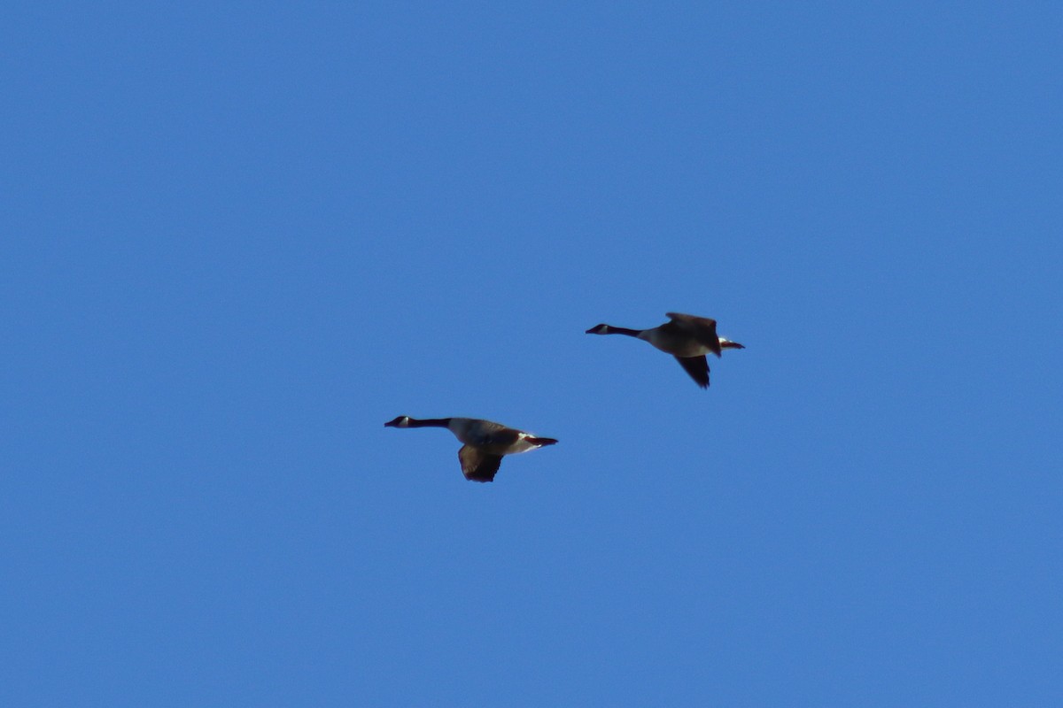 ברנטה קנדית - ML646082079