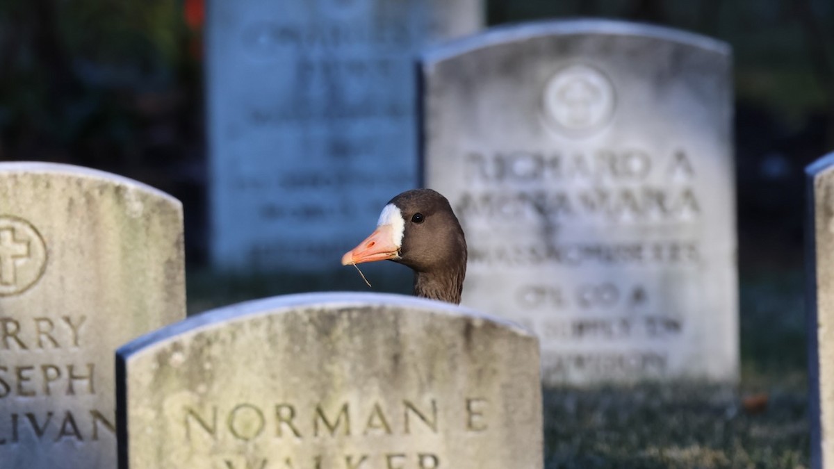 husa běločelá - ML646082092