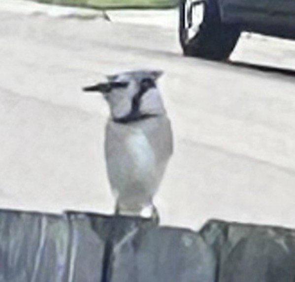 Сизойка блакитна - ML646082095