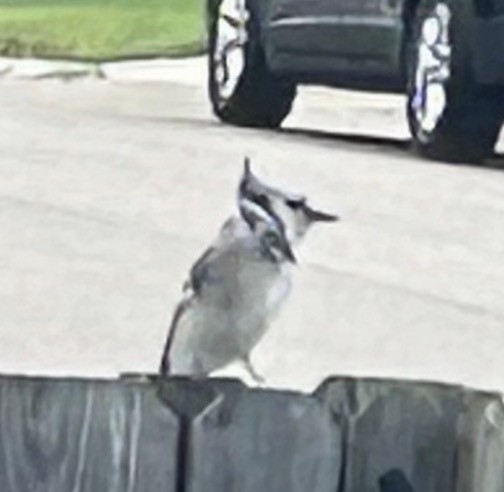 Сизойка блакитна - ML646082096