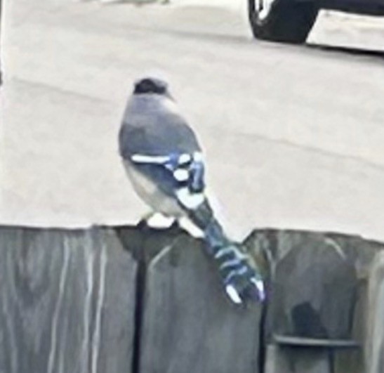 Сизойка блакитна - ML646082097