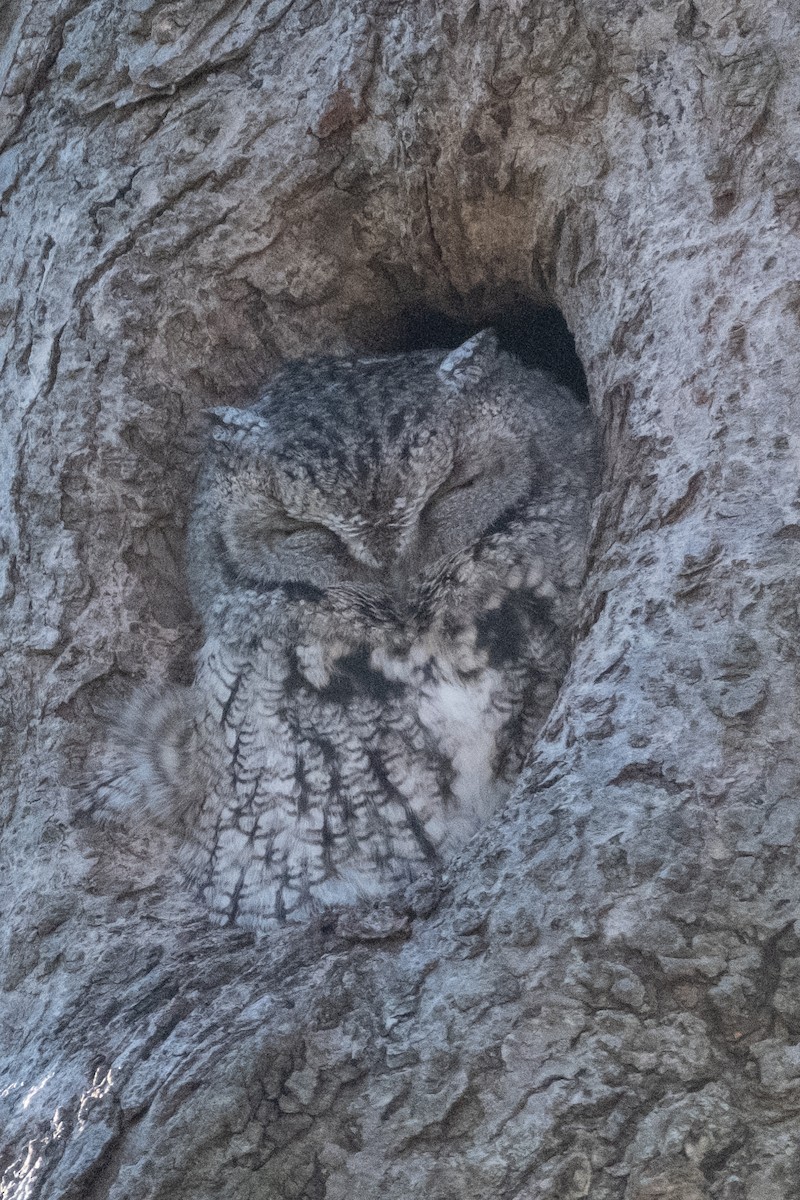 Eastern Screech-Owl - ML646082098