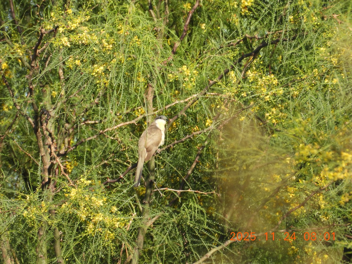 Галапагосская пиайя - ML646082104