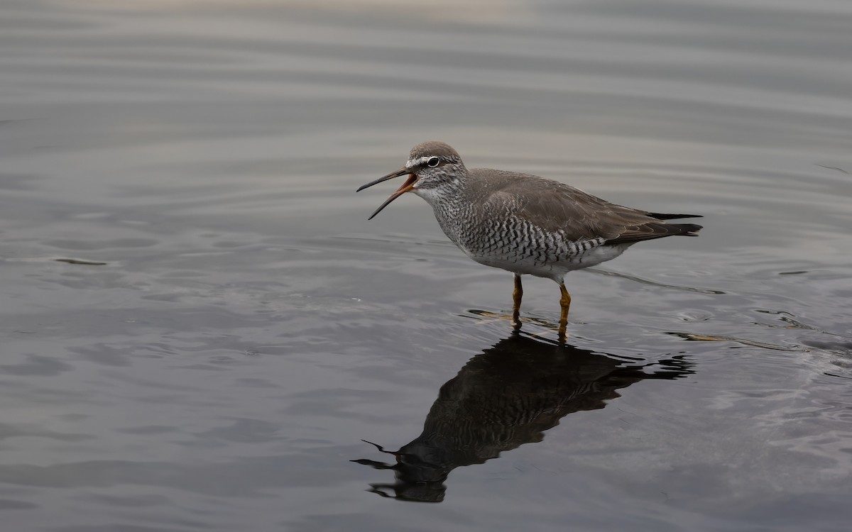 sibirvandresnipe - ML646082105