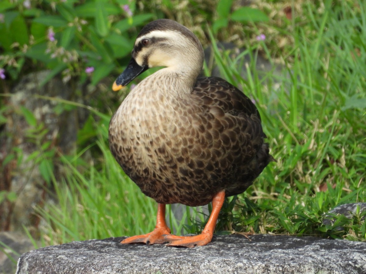 kinaand - ML646082114