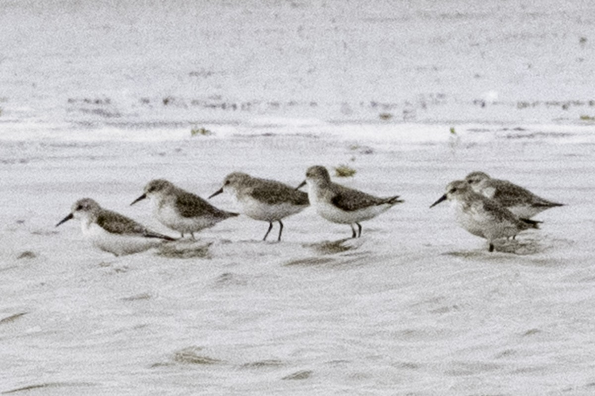 Western Sandpiper - ML646082122
