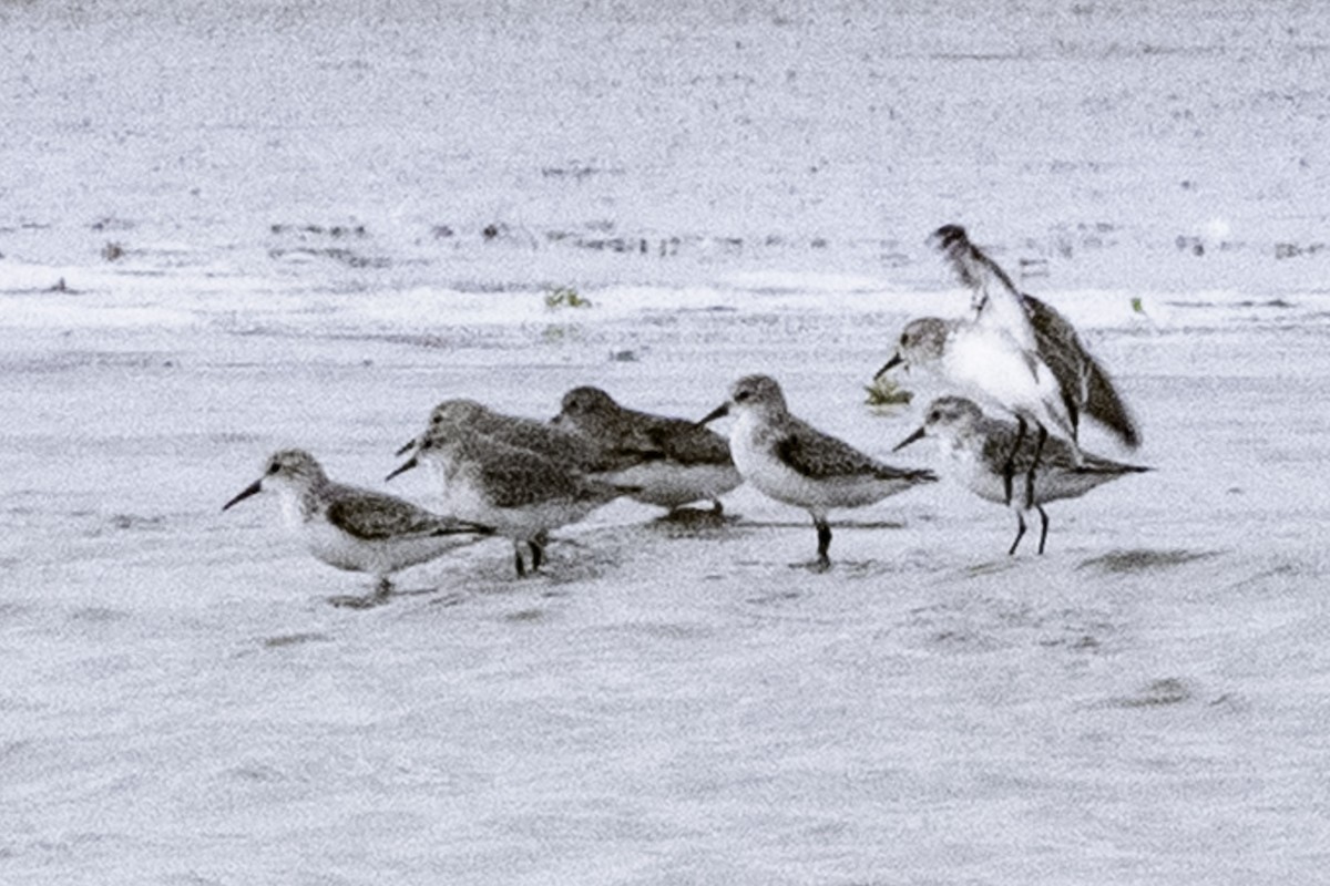 Western Sandpiper - ML646082127