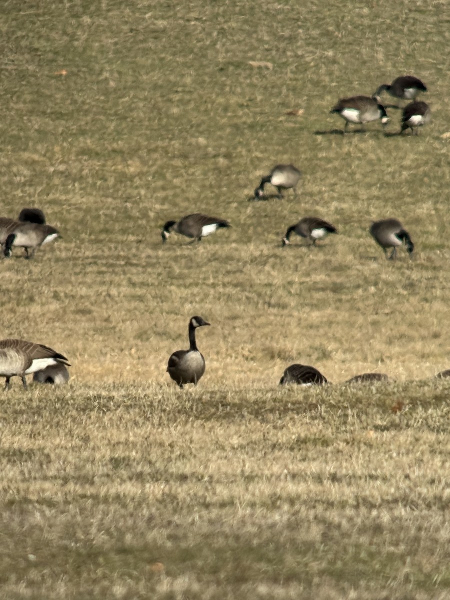 Kanada Kazı - ML646082128