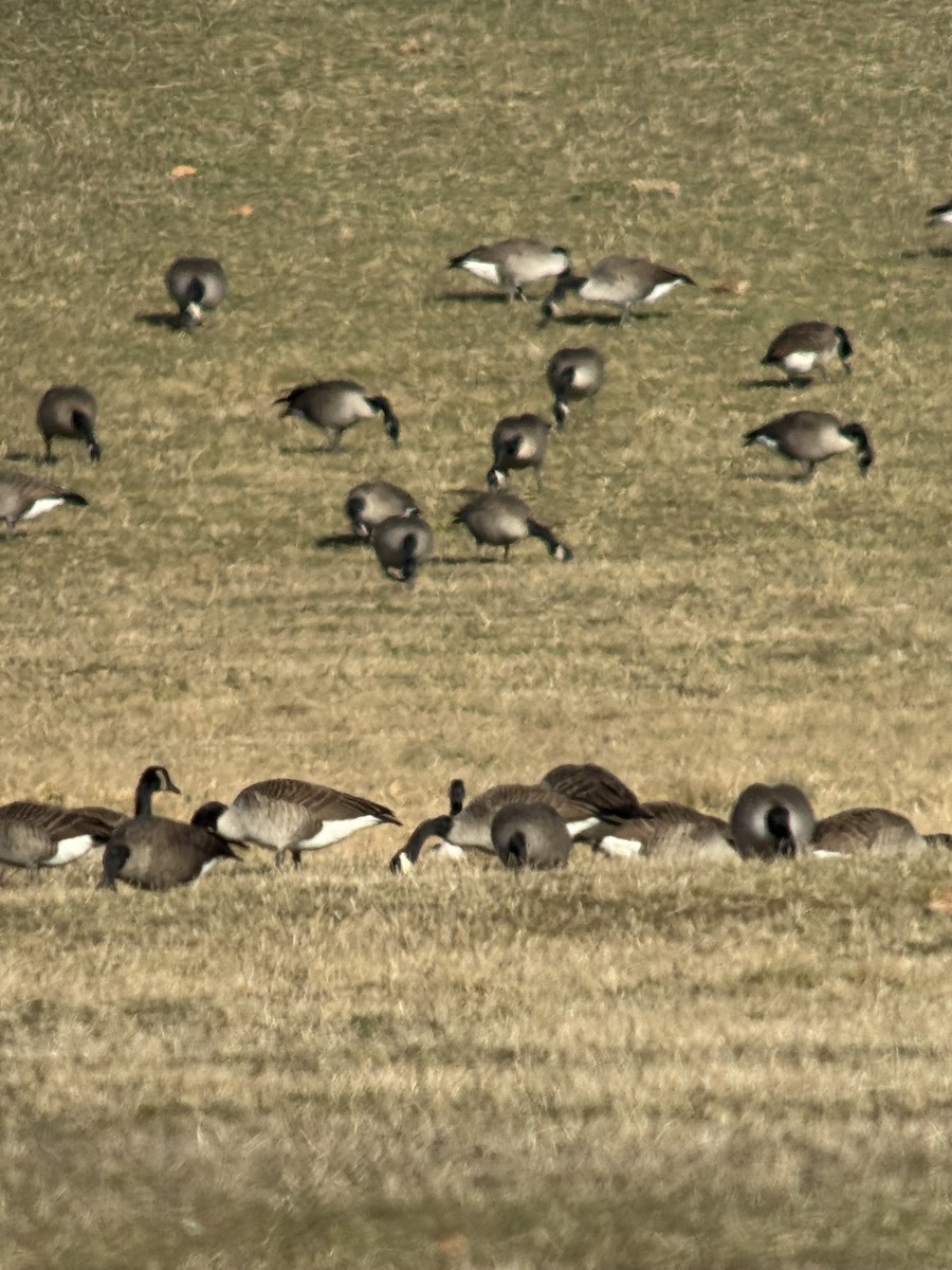 Kanada Kazı - ML646082129