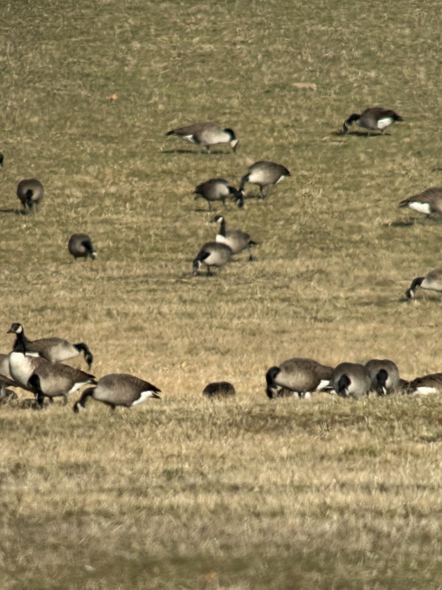 Kanada Kazı - ML646082130