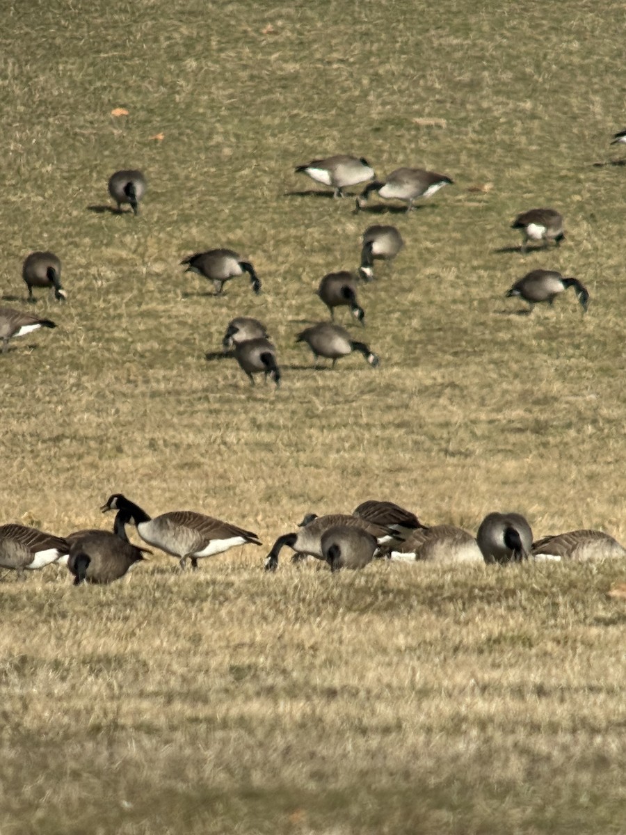 Kanada Kazı - ML646082131