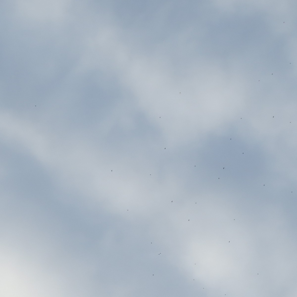 American Robin - ML646082151