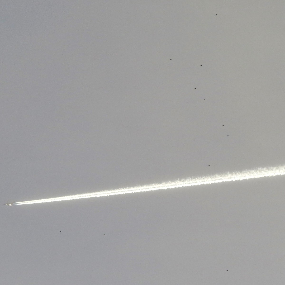 American Robin - ML646082152