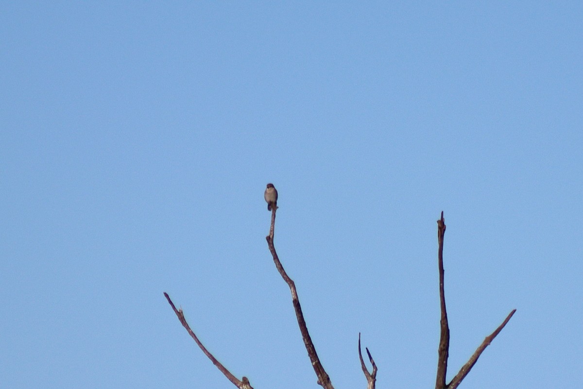 ťuhýk severní - ML646082159