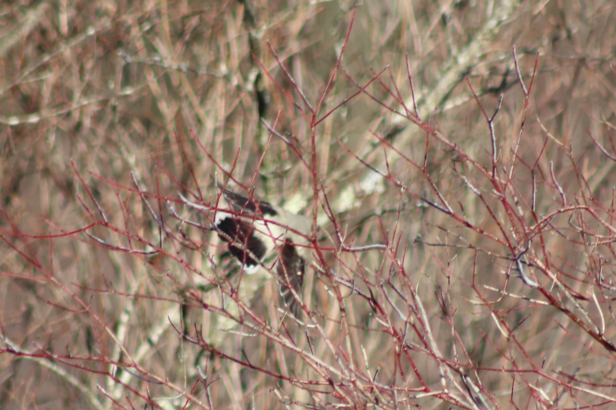 ťuhýk severní - ML646082161