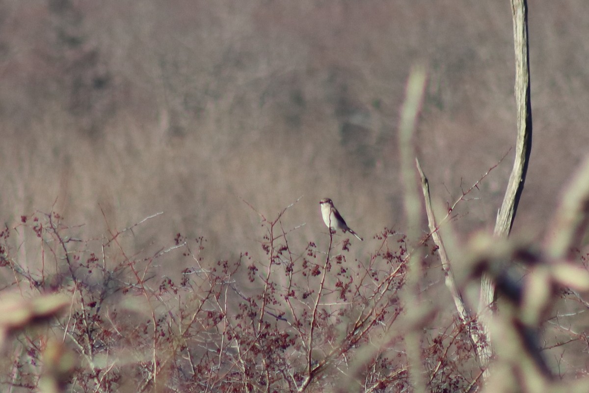 ťuhýk severní - ML646082162