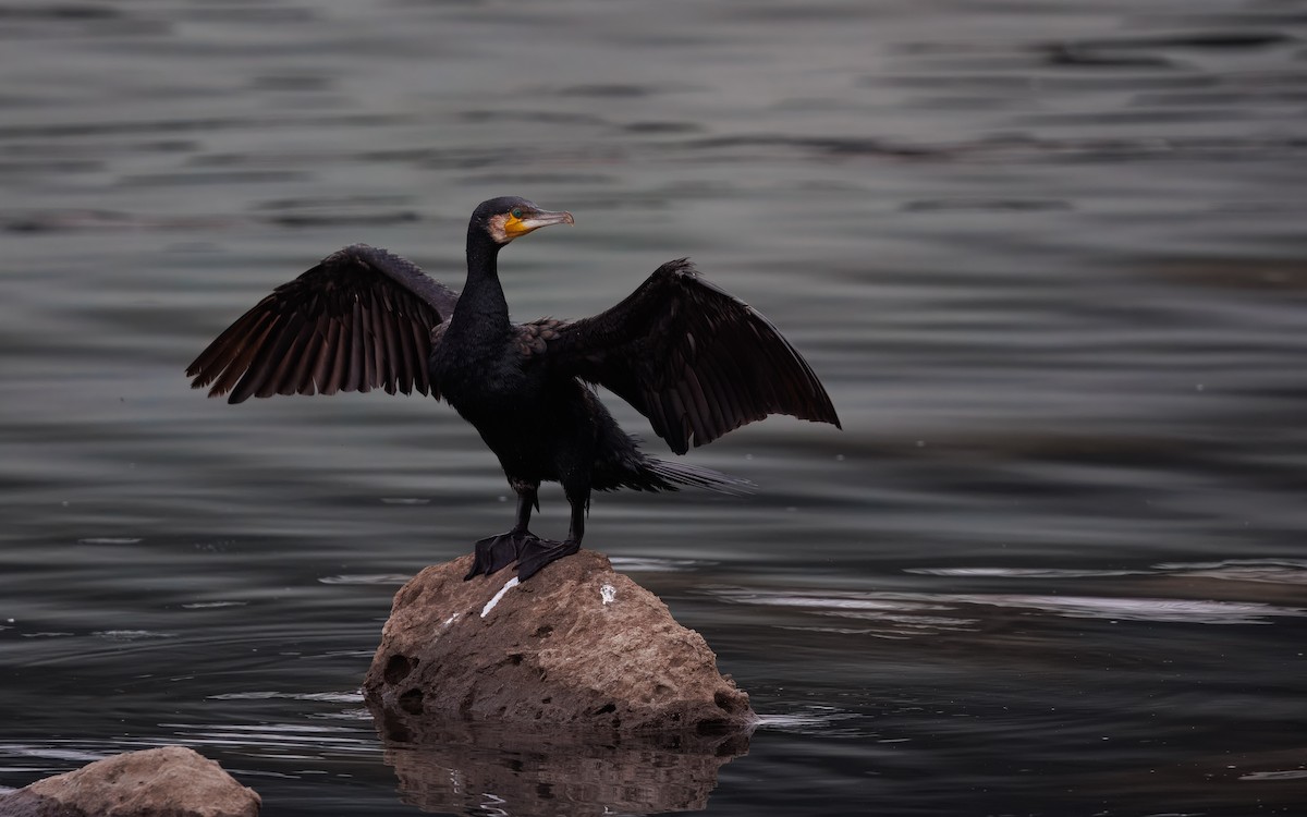 storskarv - ML646082165