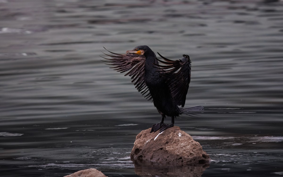 storskarv - ML646082166