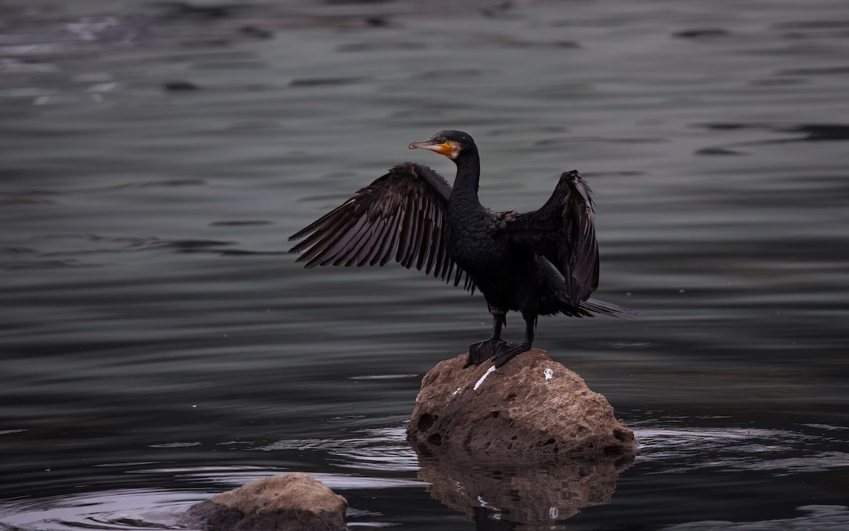 storskarv - ML646082167