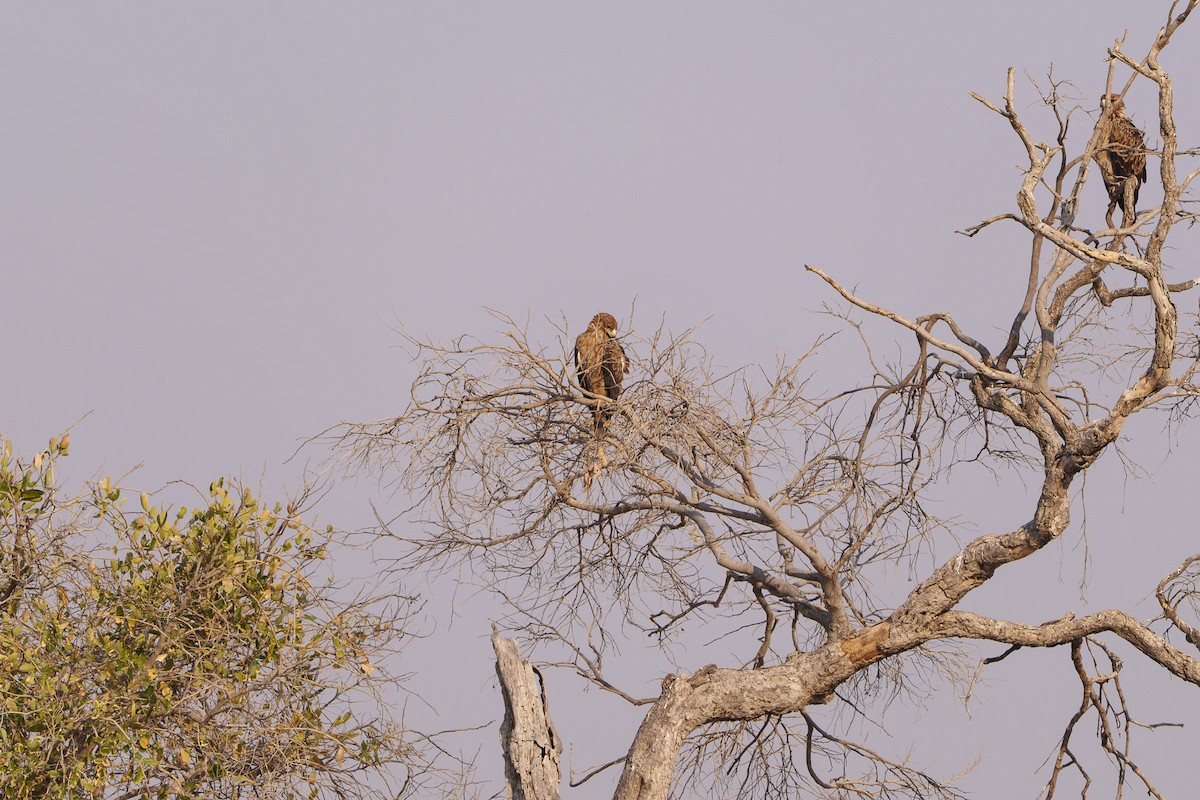 Орел рудий - ML646082172