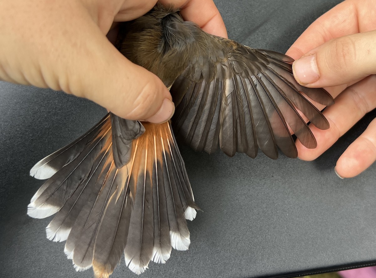 Micronesian Rufous Fantail (Marianas) - ML646082178