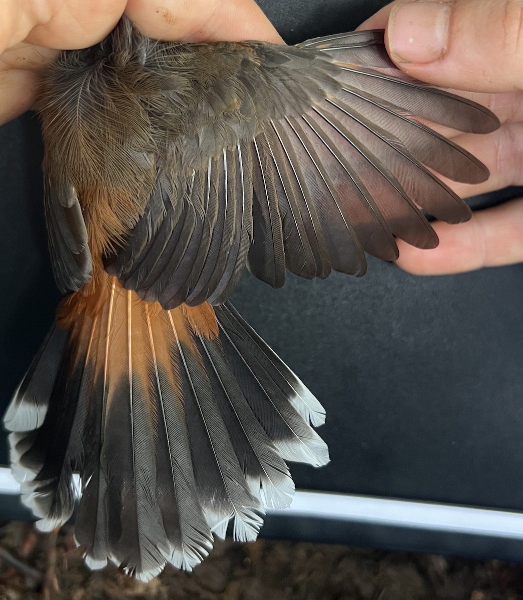 Micronesian Rufous Fantail (Marianas) - ML646082179