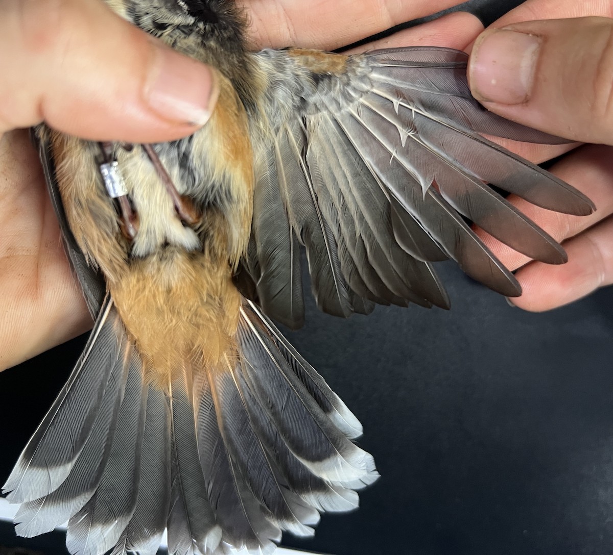 Micronesian Rufous Fantail (Marianas) - ML646082180