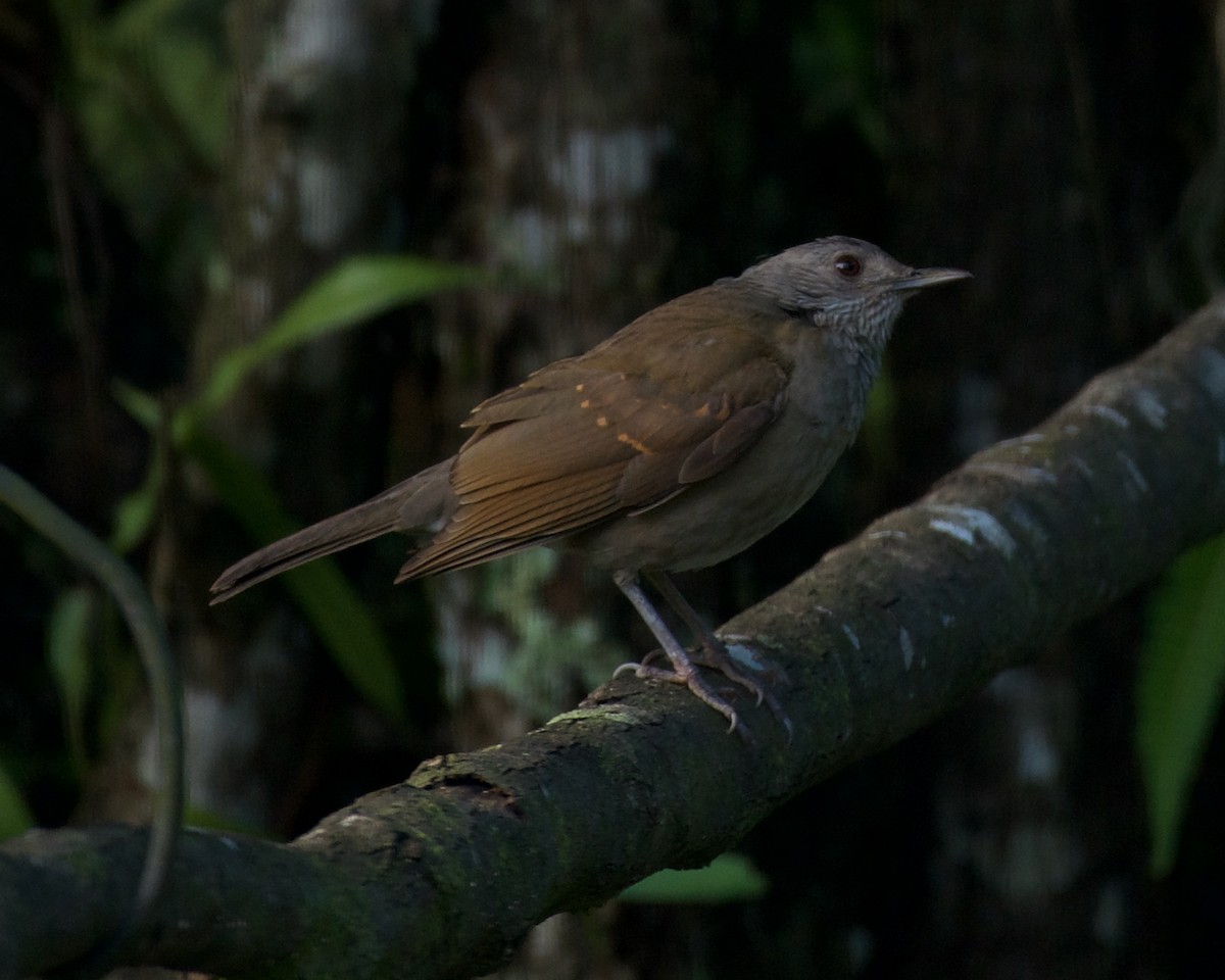 Pale-breasted Thrush - ML646082181