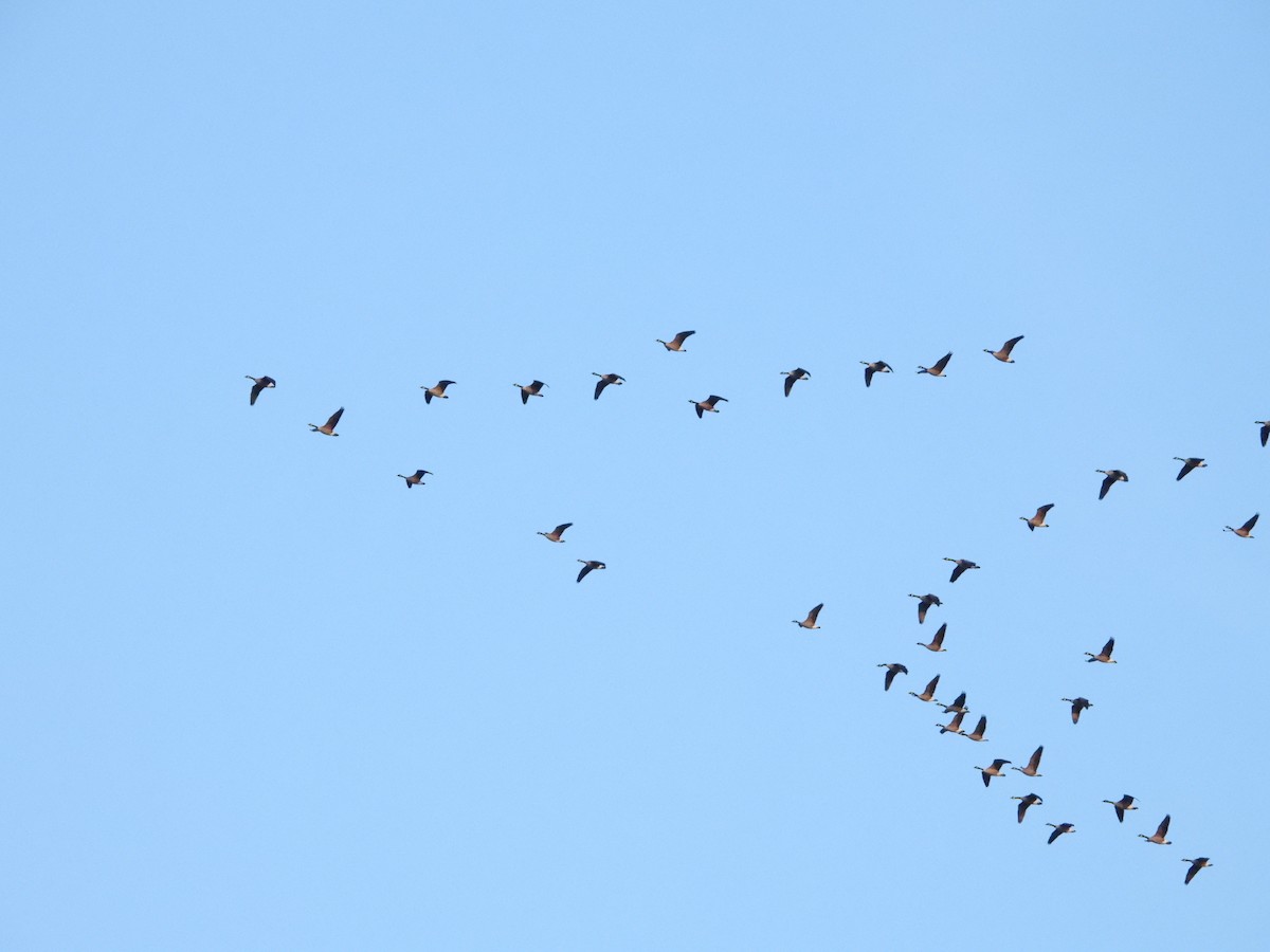 ברנטה קנדית - ML646082188