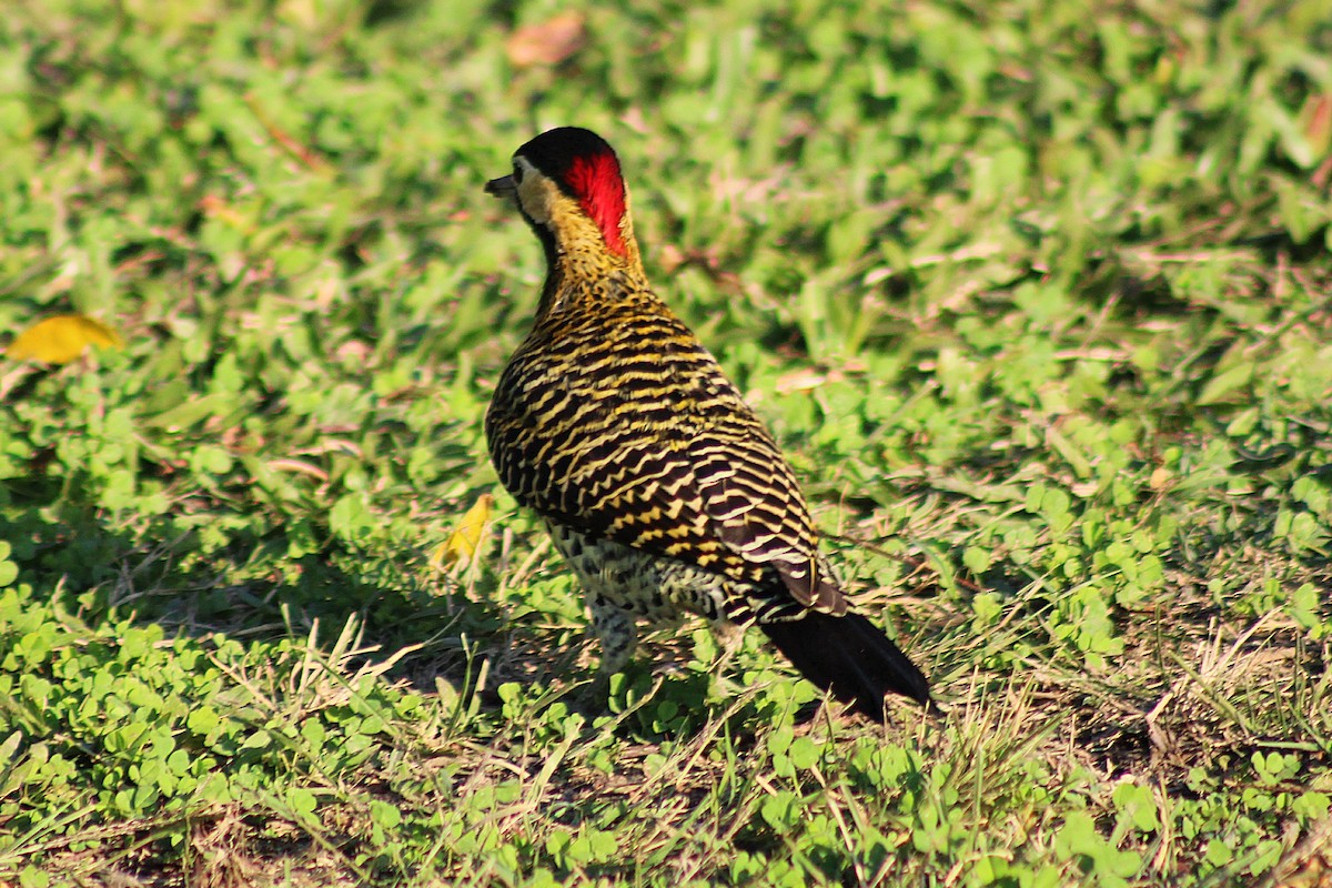 Grünbindenspecht - ML646082191