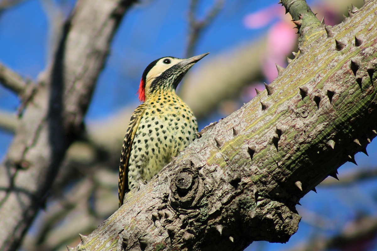 Grünbindenspecht - ML646082192