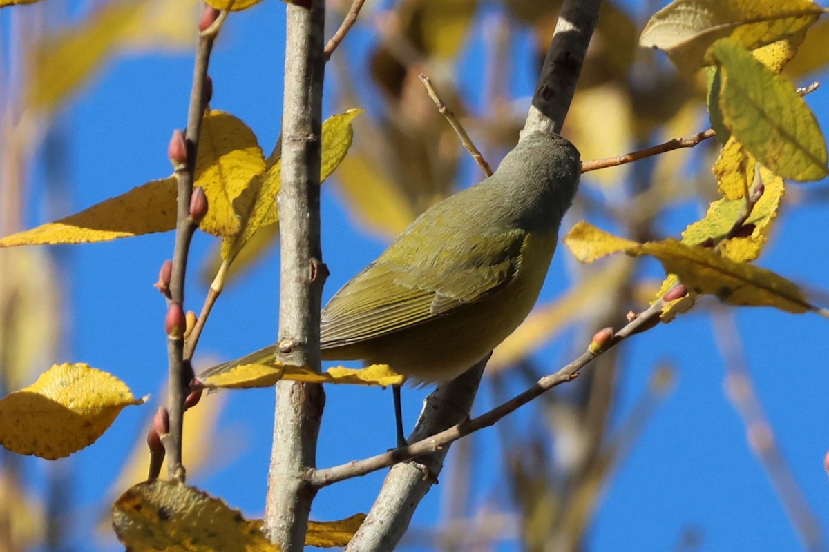 Naşvil Ötleğeni - ML646082193