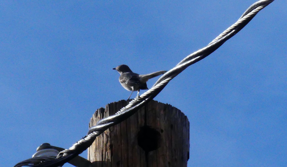 Northern Mockingbird - ML646082199
