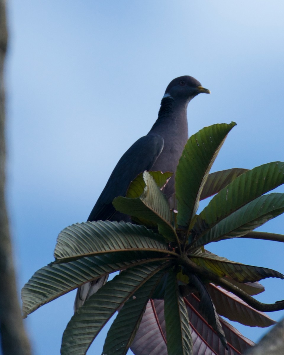Band-tailed Pigeon - ML646082200