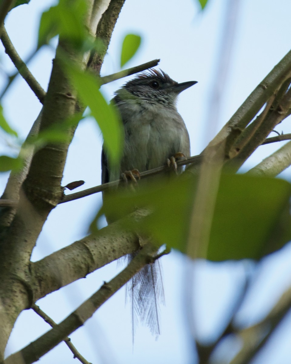 Pale-breasted Spinetail - ML646082213