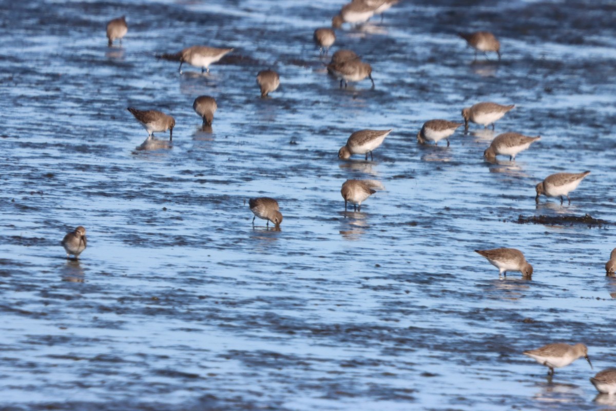 Dunlin - ML646082225