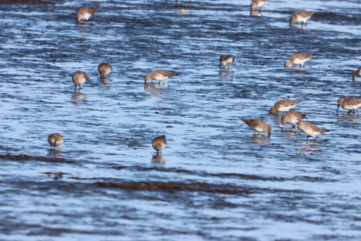 Dunlin - ML646082226