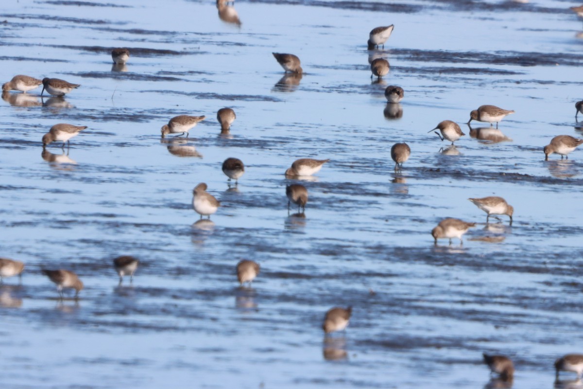 Dunlin - ML646082227